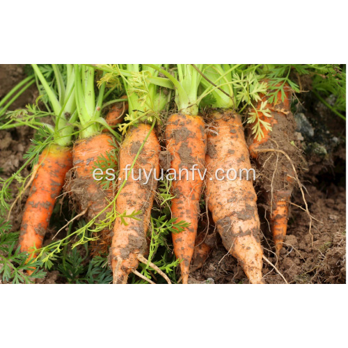 Zanahorias frescas de tamaño pequeño